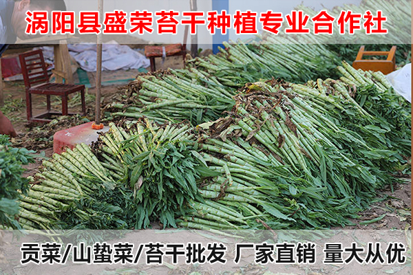 抚州哪里有种植贡菜厂