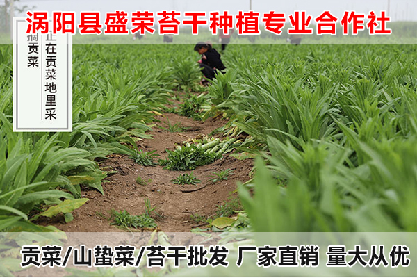 青海哪里有出售大量贡菜厂