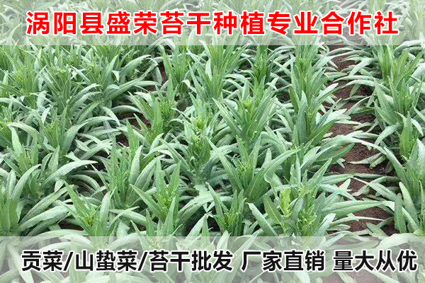 抚州哪里有种植贡菜厂