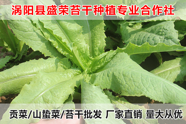 莱芜哪里有贡菜出售厂家