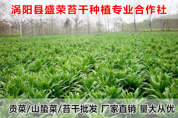黄山哪里有售卖大量贡菜厂