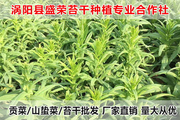 黄山哪里有售卖大量贡菜厂