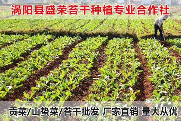 青海哪里有出售大量贡菜厂