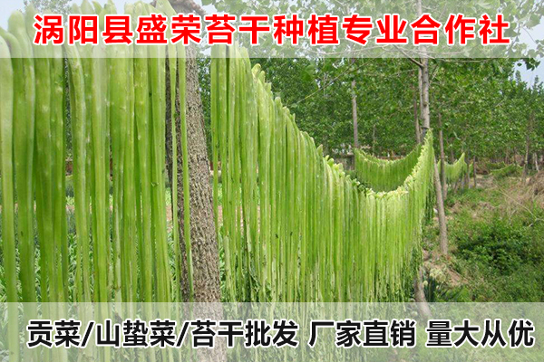 黄山哪里有贡菜批发厂家电话