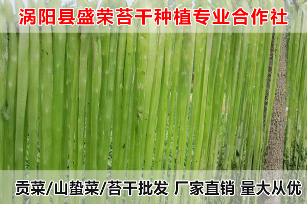 青海哪里有出售大量贡菜厂